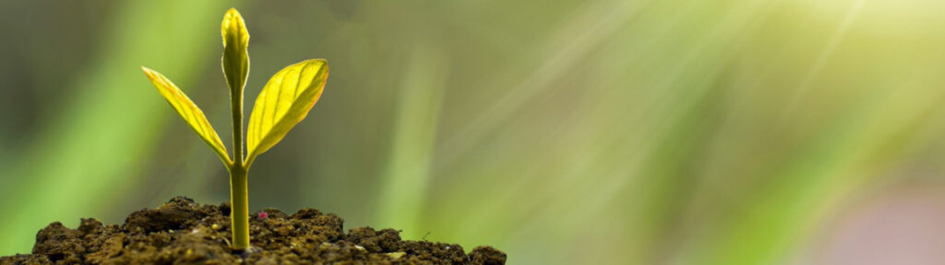 Careers_banner